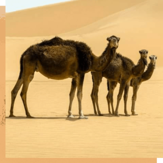 Chameaux dans le désert